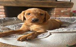 Labrador Retriever dogs for sale: KC FTCH Fox Red Lab pups Health Tested Parents - Image 2