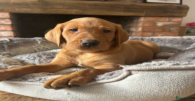 Labrador Retriever dogs - Advert 6