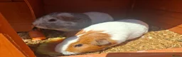 Guinea Pig rodents for sale: 3 x female guinea pigs and 2 tier hutch in Southampton - Advert 3