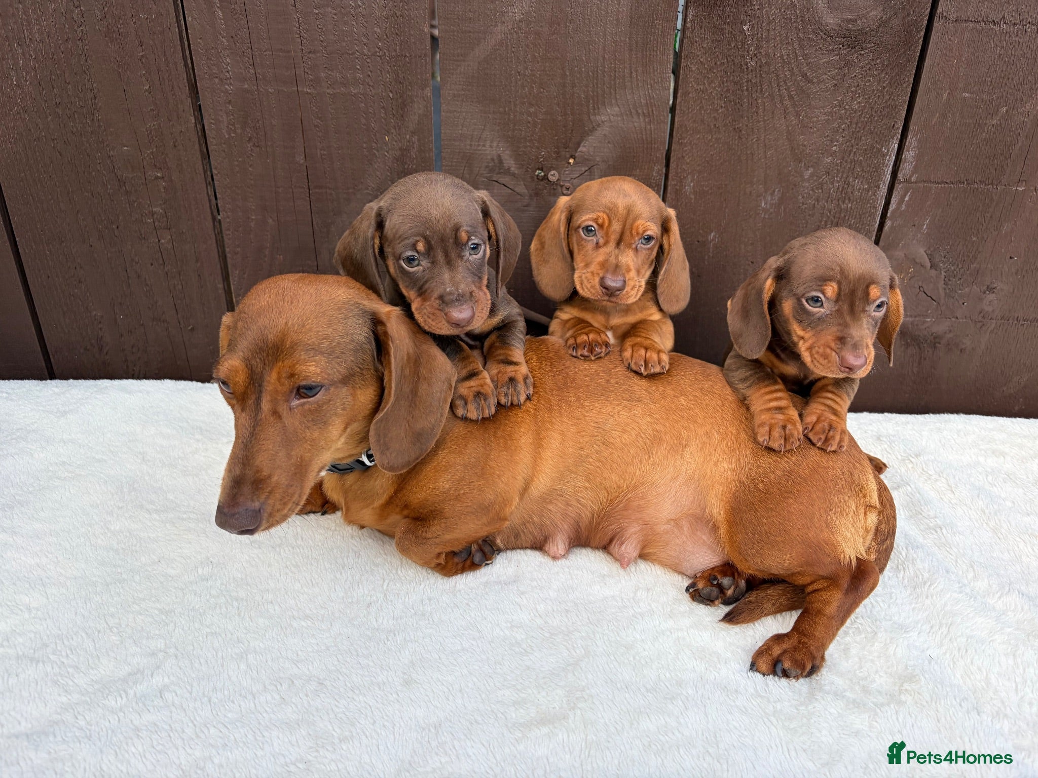 Miniature Dachshund dogs Dachshund 4 Boys available  - Advert 1