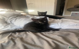 Mixed Breed cats for sale: Three mixed breed kittens - Image 11