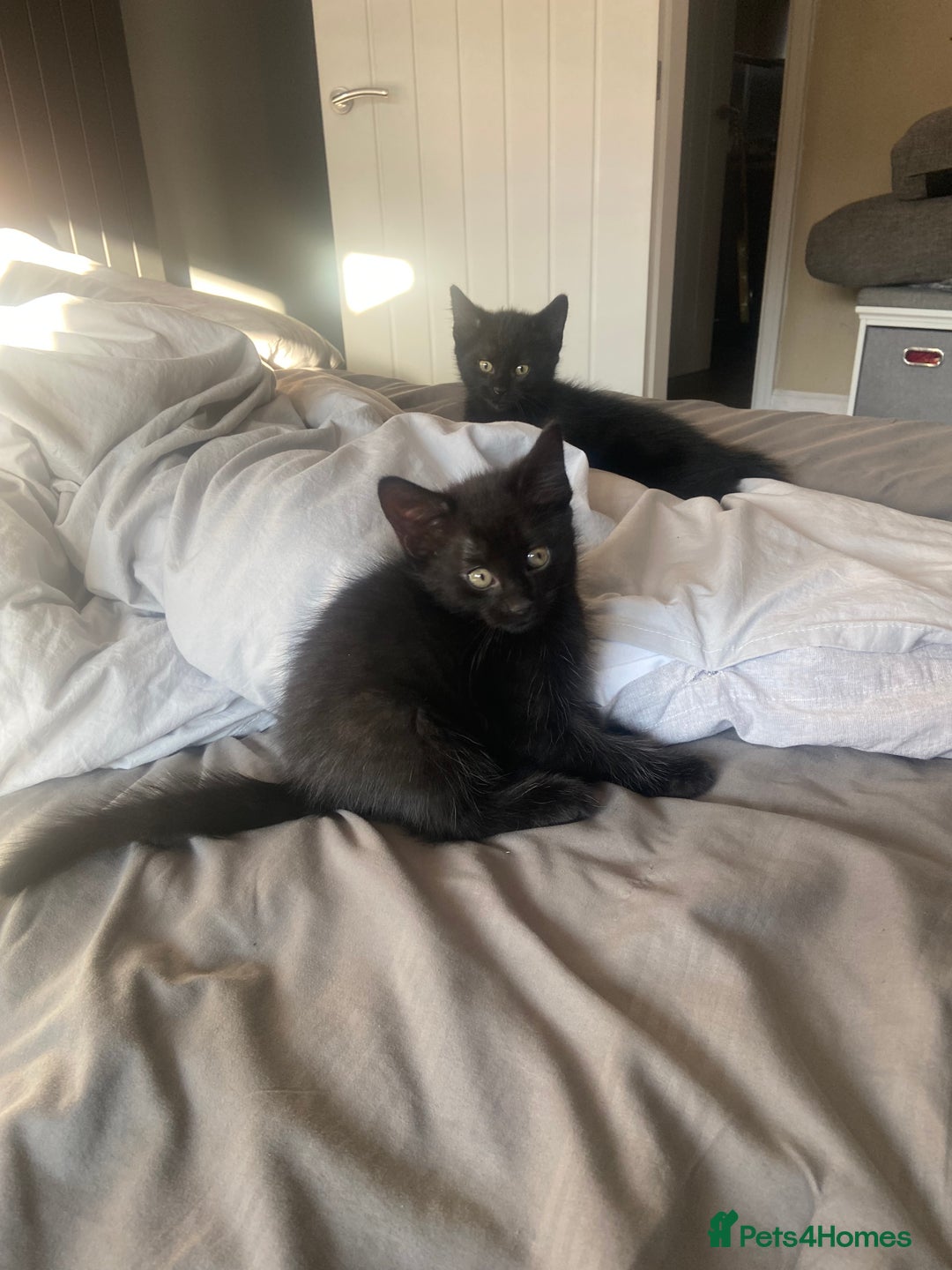 Mixed Breed cats for sale: Three mixed breed kittens - Image 11