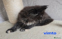 Maine Coon cats for sale: Maine Coon Kittens Tortie/Torbie Russian lines - Image 19