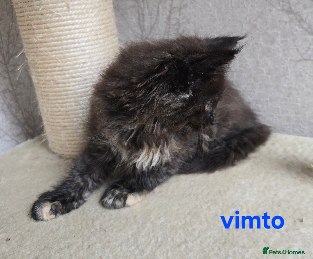 Maine Coon cats for sale: Maine Coon Kittens Tortie/Torbie Russian lines - Image 19