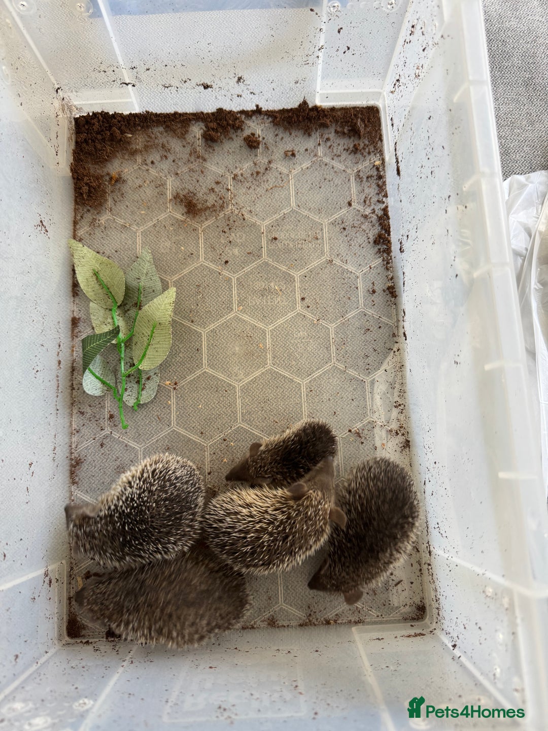 Mixed Breed rodents for sale: Baby Tenrecs - Image 5