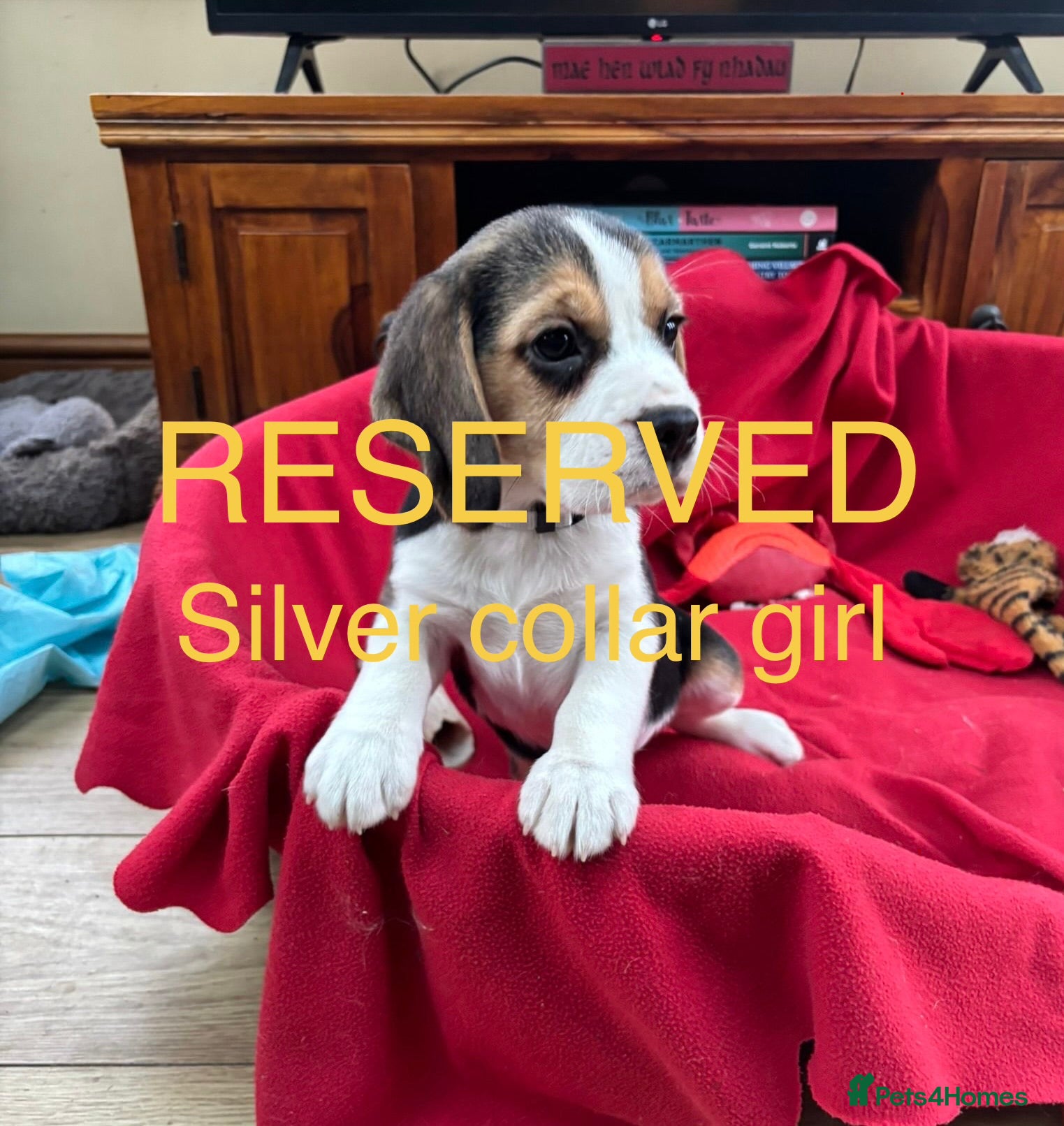 Beagle dogs Beautiful Beagle Puppies for sale - Advert 2