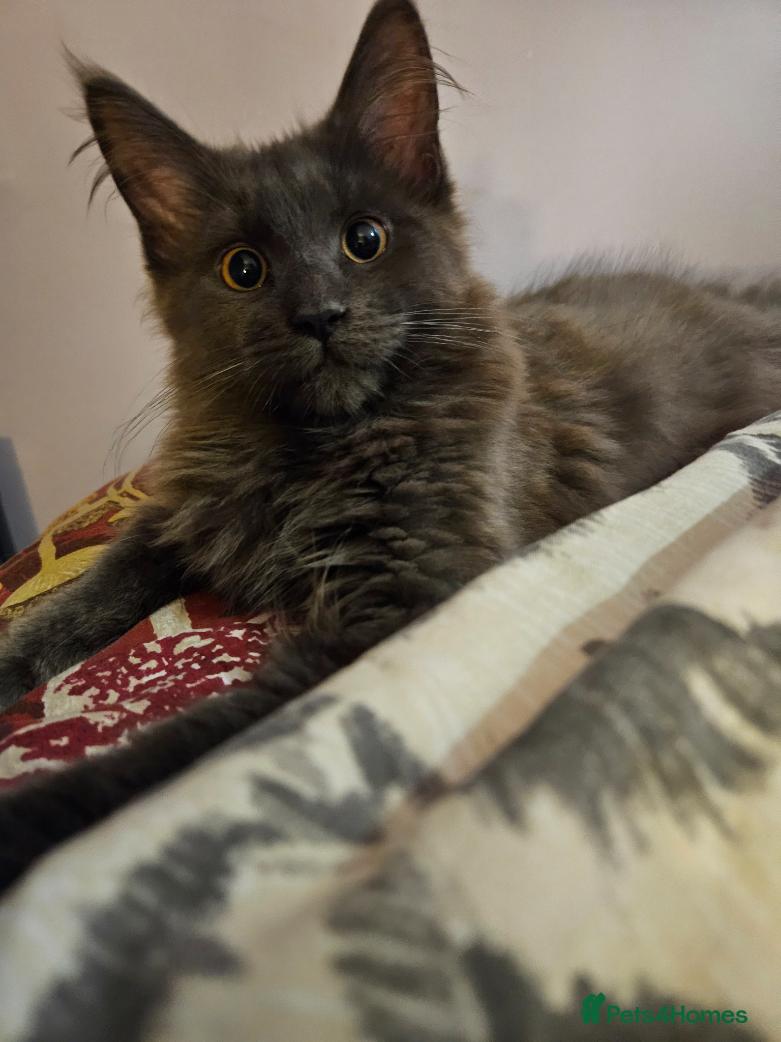Maine Coon cats NEW PRICE Registered Blue Pedigree Maine coon baby - Advert 6