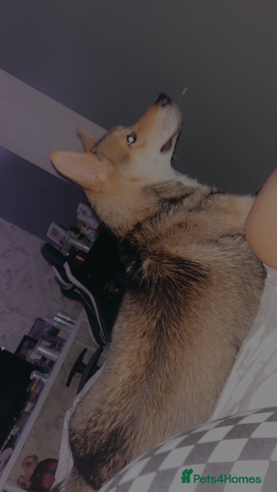 Huskita dogs for sale: Huskita 1year old  - Image 5