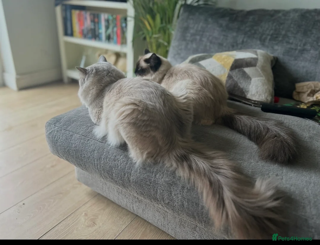 Ragdoll cats for sale: Ragdoll kittens for sale  - Advert 9