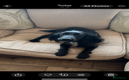 Cocker Spaniel dogs for sale: 6 adorable Cocker Spaniel pups - Image 11