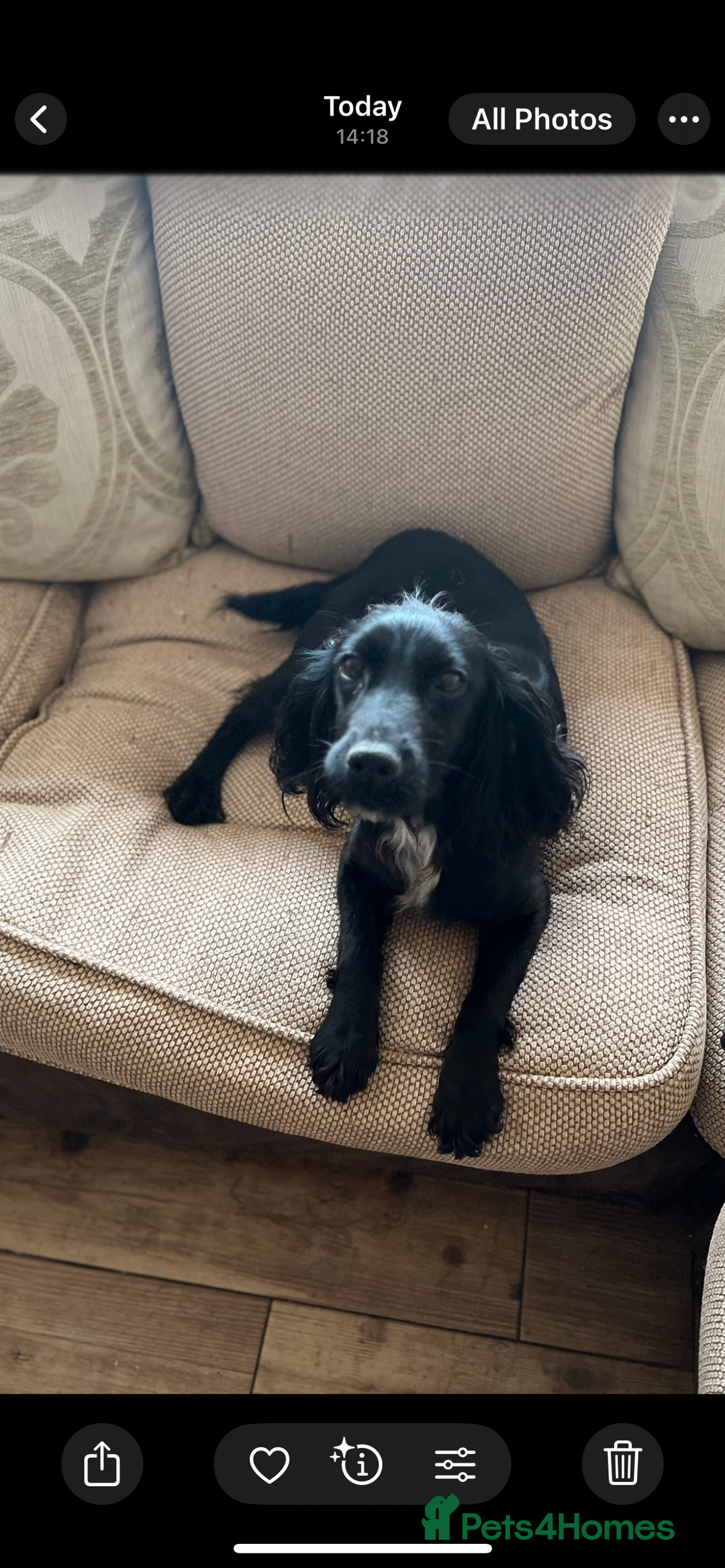 Cocker Spaniel dogs for sale: 6 adorable Cocker Spaniel pups - Image 11