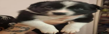 Border Collie 3