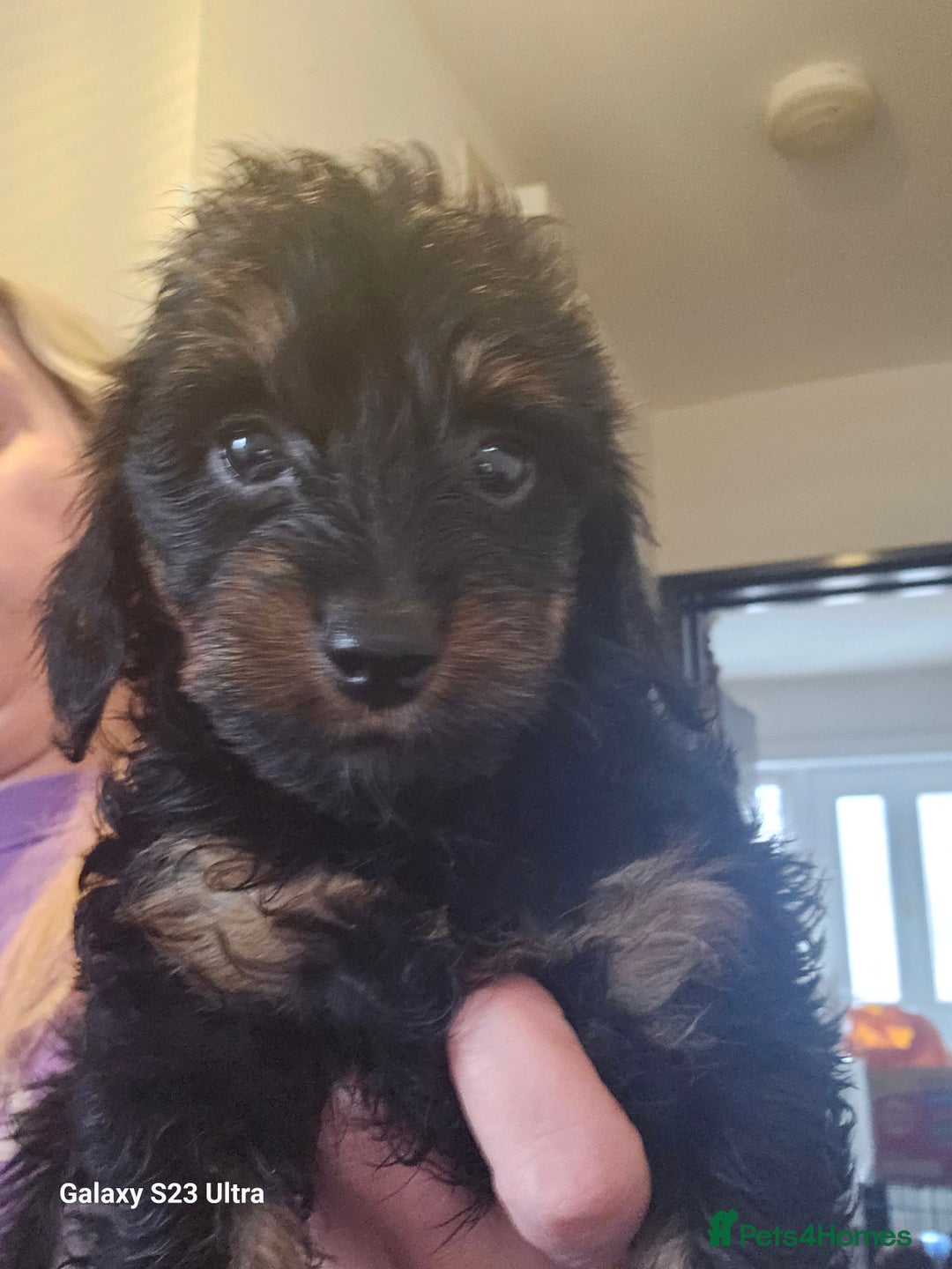 Doxiepoo dogs for sale: Doxipoos puppies mega curly and suited  - Image 10