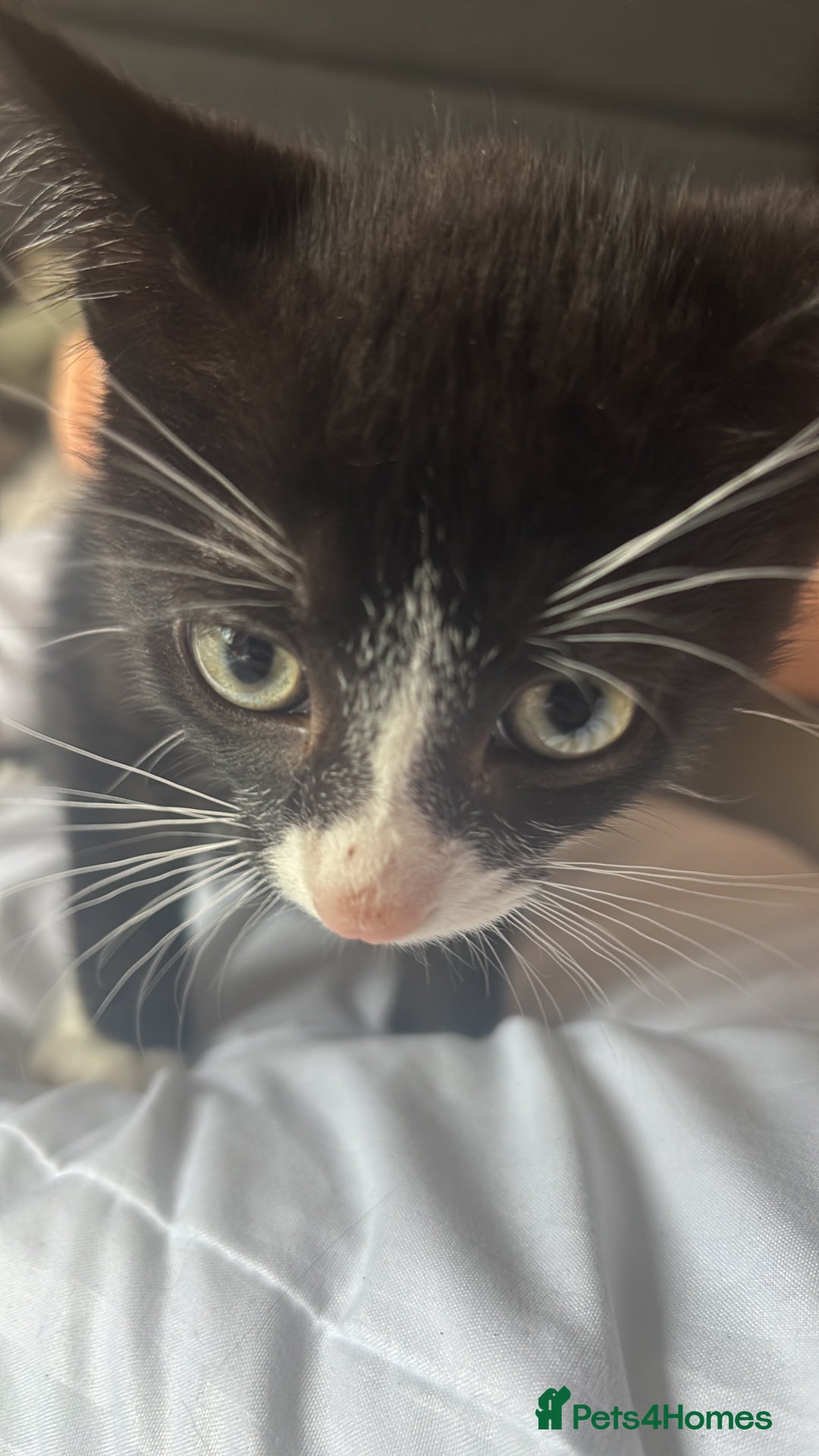 British Shorthair cats for sale: Black and white kitten (M) - Advert 5