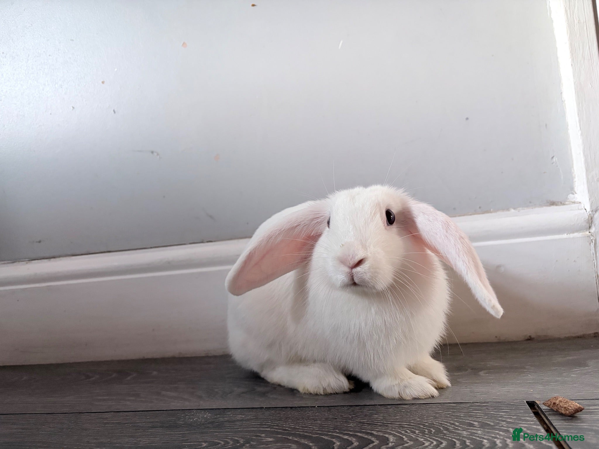 Mixed Breed rabbits Holland lop  - Advert 1