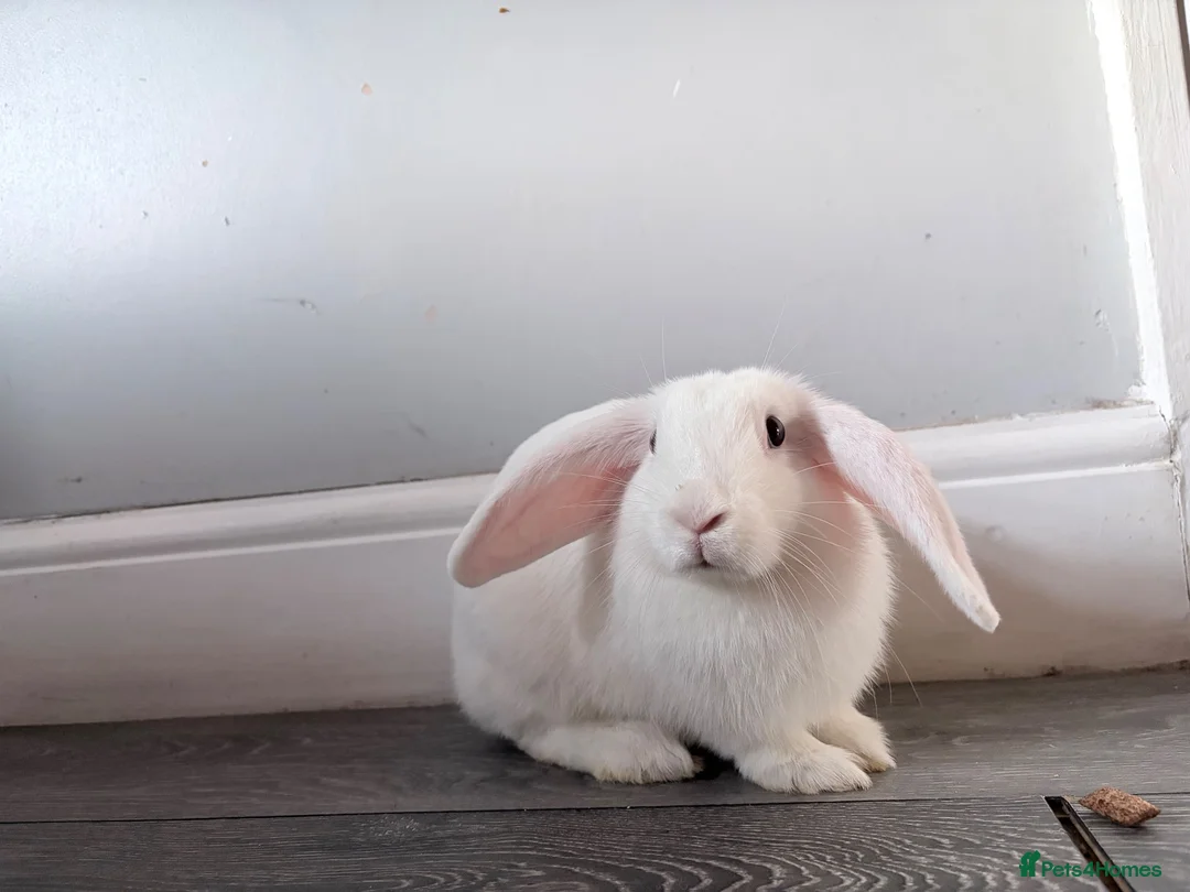 Mixed Breed rabbits for sale: Holland lop  in Chester - Advert 1