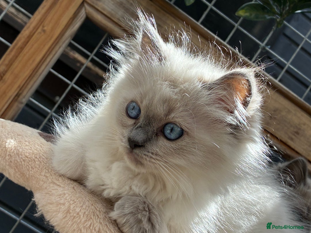 Ragdoll cats for sale: Female ragdoll kittens - Image 5