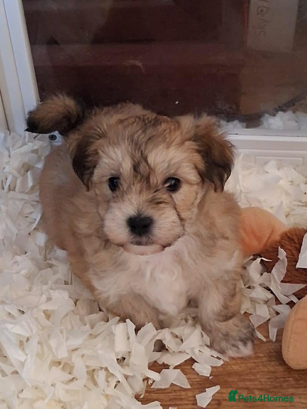 Morkie dogs Maltese x Yorkshire terrier  - Advert 3