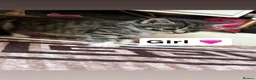 Domestic Shorthair cats for sale: 3 beautiful kittens for sale in Bradford - Advert 4
