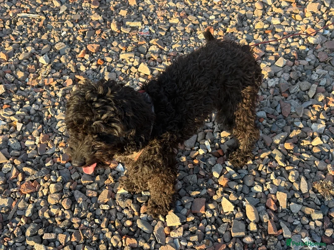 Cockapoo dogs for sale: My lovely mini  in Solihull - Advert 2