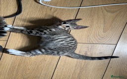 Bengal cats for sale: Half bengal kitten looking for her forever home - Image 5