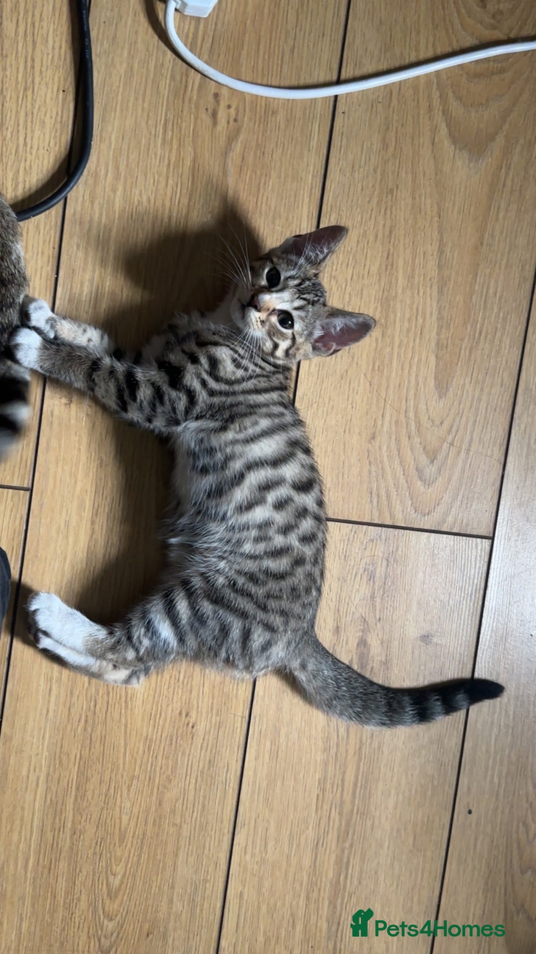 Bengal cats for sale: Half bengal kitten looking for her forever home - Image 5