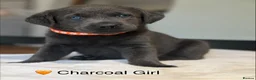 Labrador Retriever dogs for sale: Stunning Silver/Charcoal Labrador pups - Advert 1