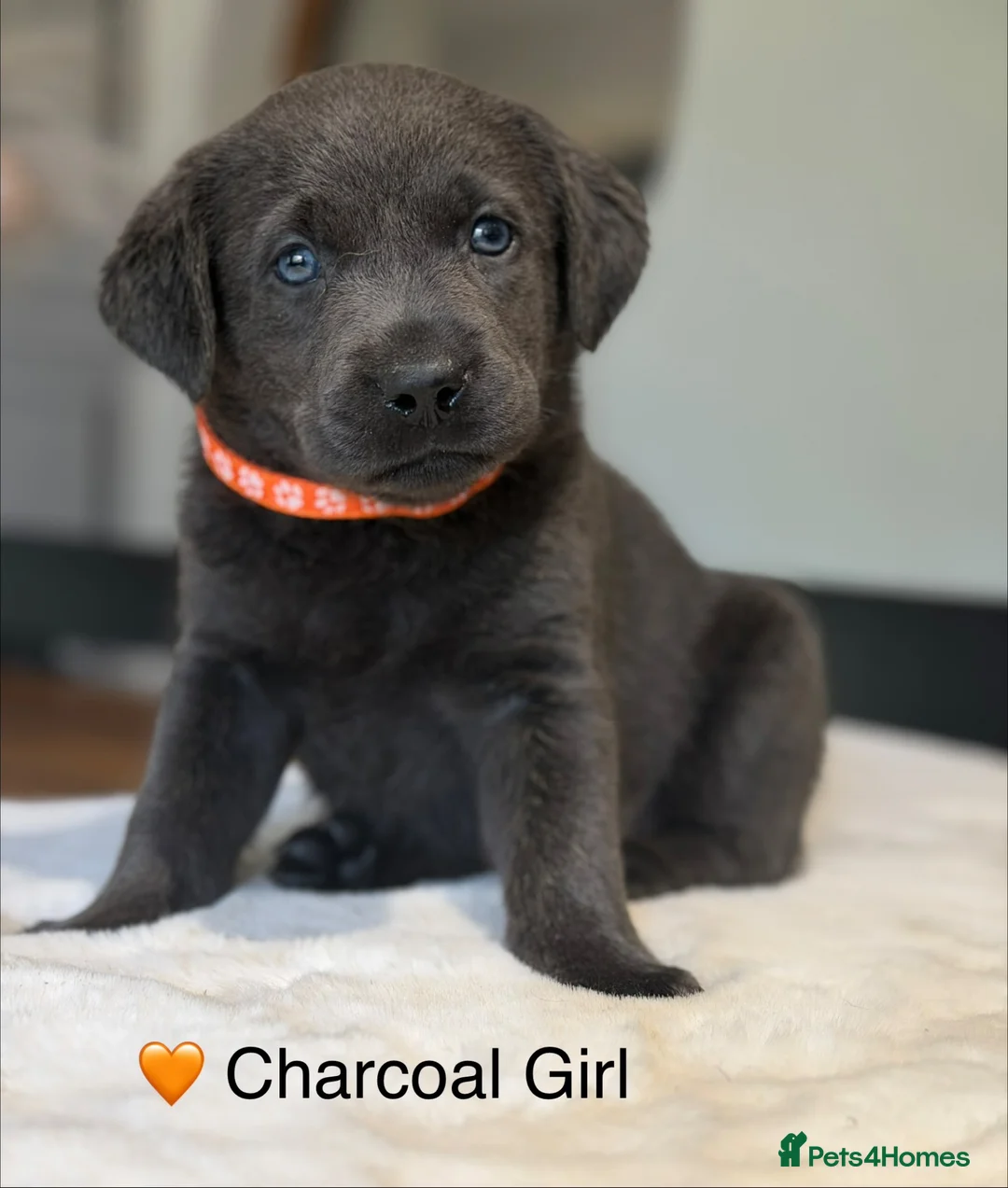 Labrador Retriever dogs for sale: Stunning Silver/Charcoal Labrador pups - Advert 1