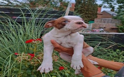 Boston Terrier dogs for sale: Boston little Girl - Image 1