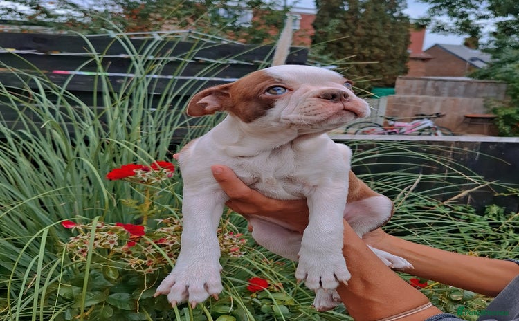 Boston Terrier dogs - Advert 5