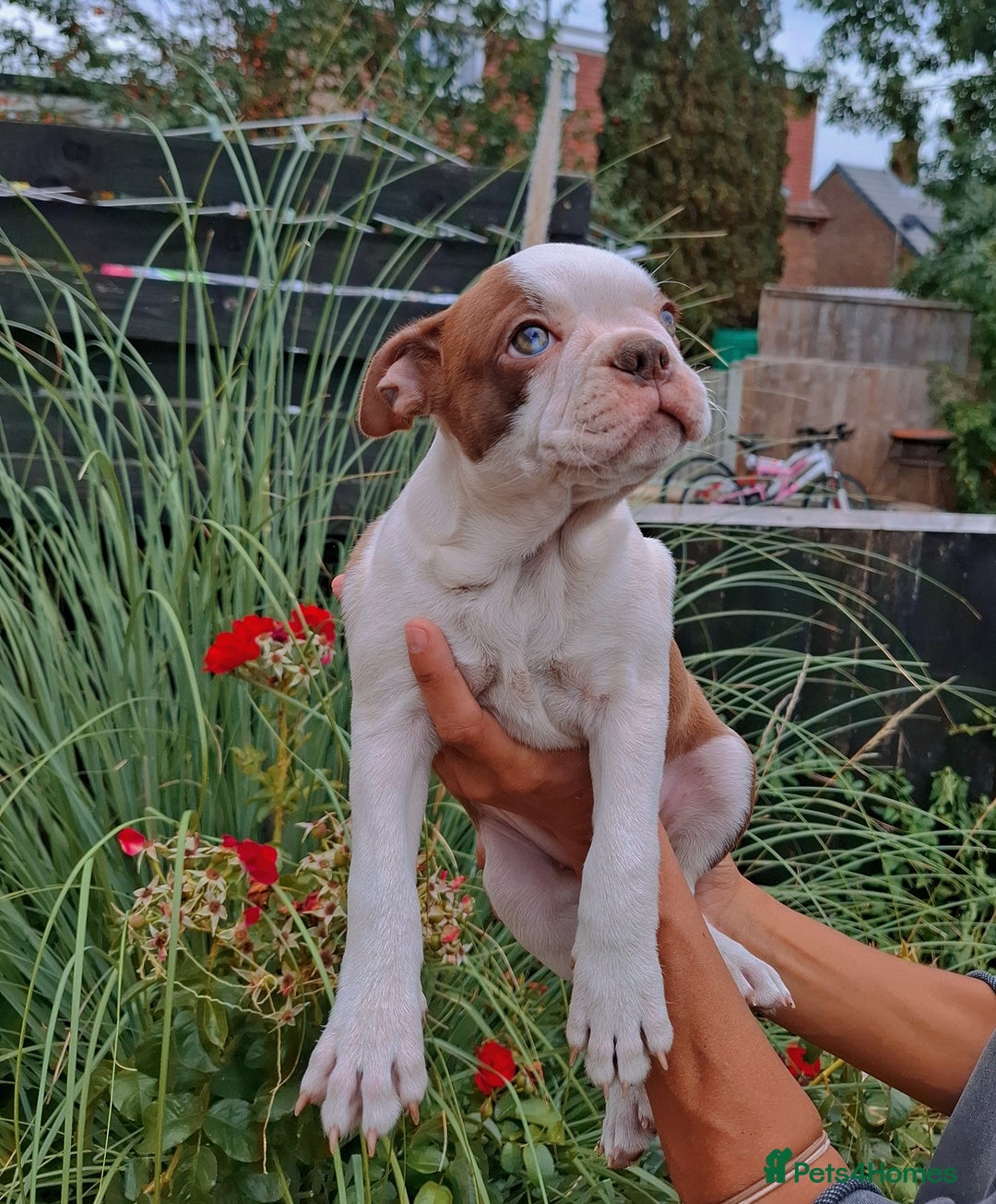 Boston Terrier dogs for sale: Boston little Girl - Image 1