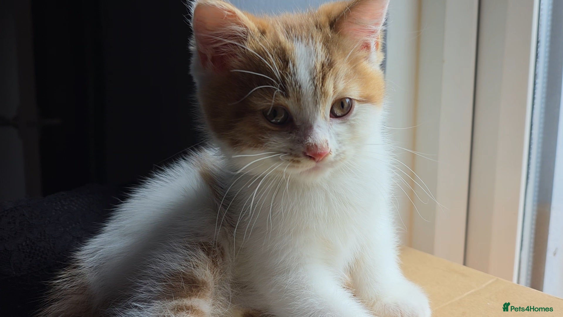 Munchkin cats Rare Cinnamon BSH x - Advert 2