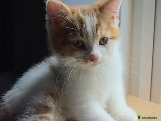 Munchkin cats Rare Cinnamon BSH x - Advert 2