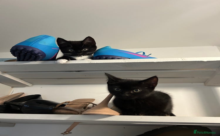 Domestic Shorthair cats - Advert 1