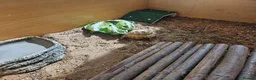 Tortoise reptiles for sale: 🐢 Horsfield Tortoise – Full Setup Included 🏡 in Manchester - Advert 6