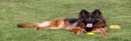 German Shepherd dogs for sale: Top Quality German shepherd long hair puppies  - Advert 10