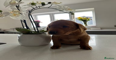Labrador Retriever dogs - Advert 10