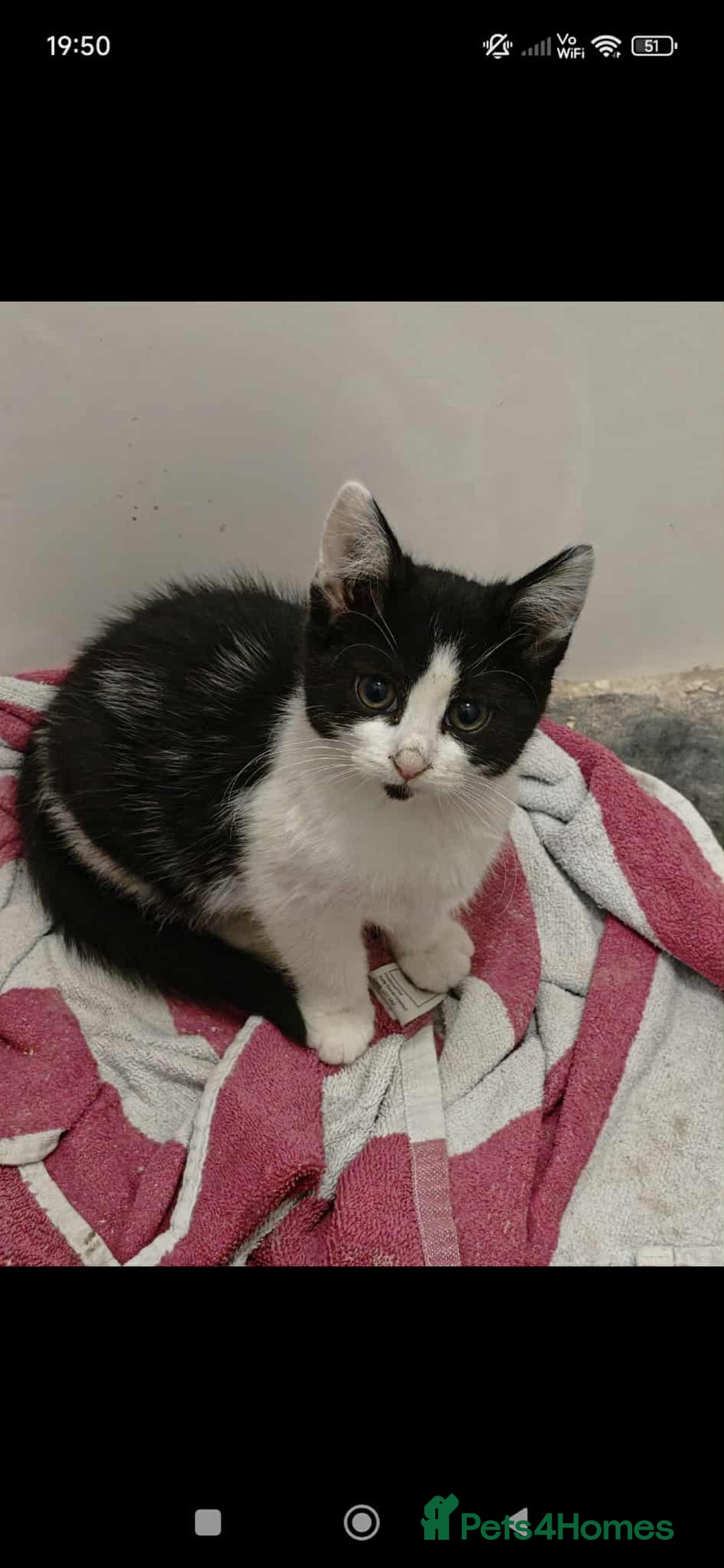 Mixed Breed cats for sale: Mainecoon, ragdoll mixed little girl - Advert 2