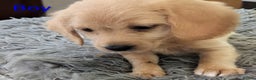 Labradoodle dogs for sale: Miniature F1 Labradoodle Puppies - Advert 11