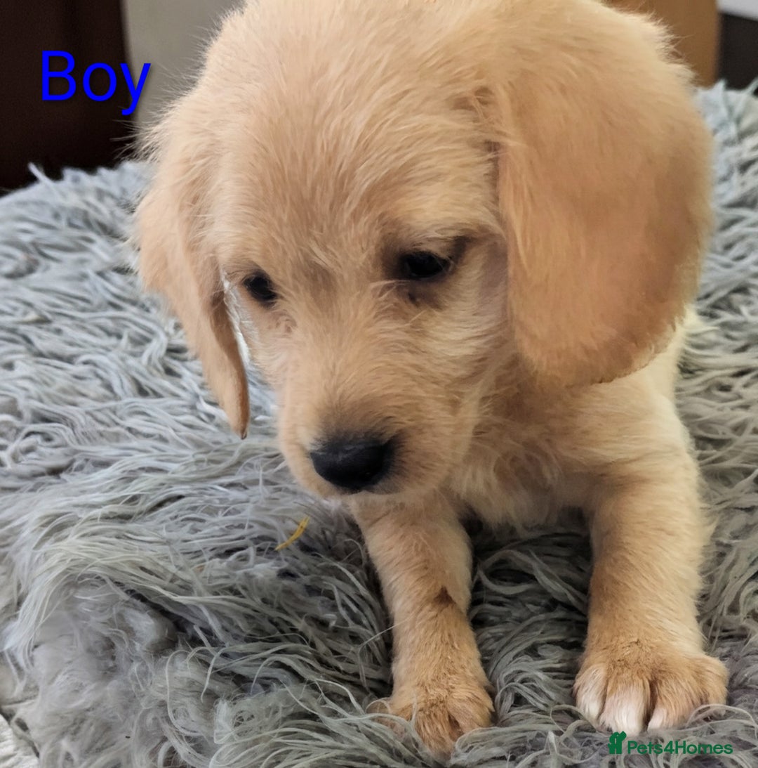 Labradoodle dogs for sale: Miniature F1 Labradoodle Puppies - Advert 11
