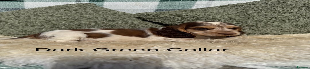 Dark Green Collar