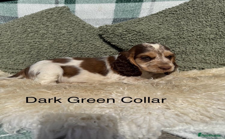 Cocker Spaniel dogs - Advert 14