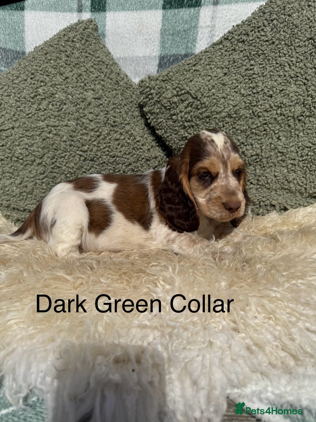 Cocker Spaniel dogs for sale: KC Registered Show Type Cocker Spaniels - Image 2