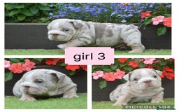 English Bulldog dogs for sale: Outstanding English bulldog puppies  - Image 9
