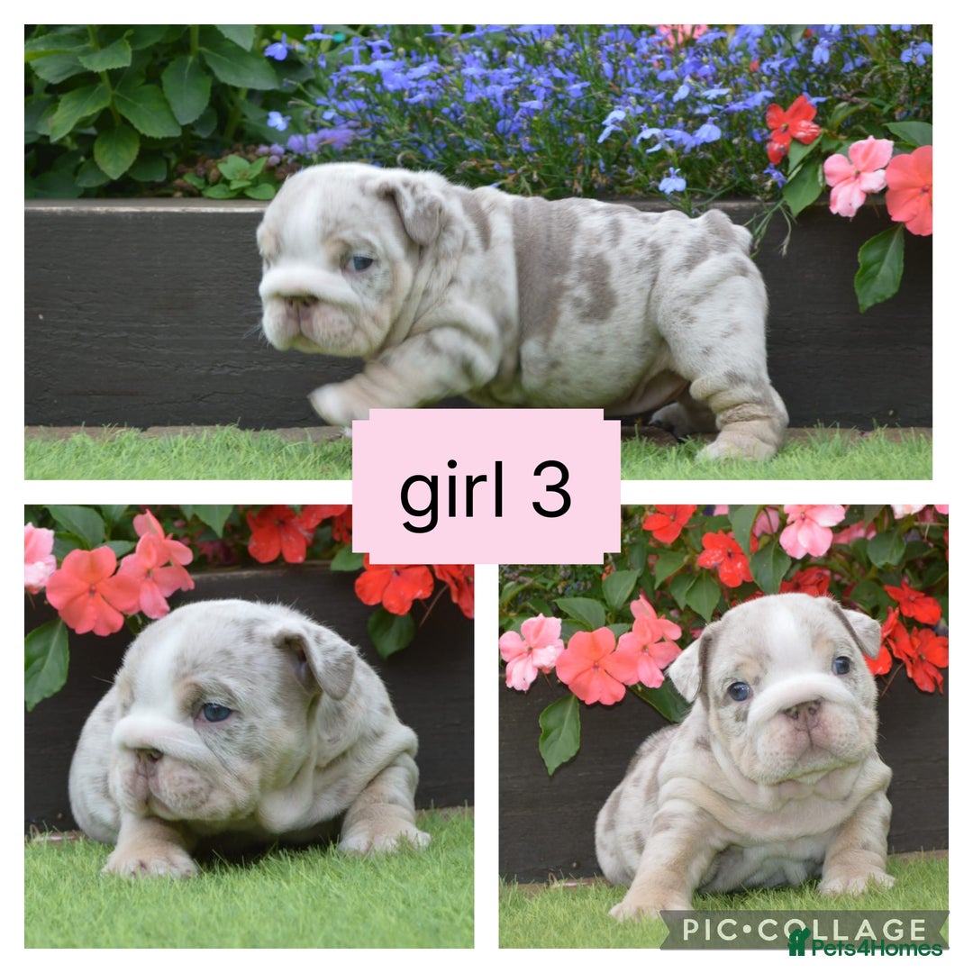 English Bulldog dogs for sale: Outstanding English bulldog puppies  - Image 9
