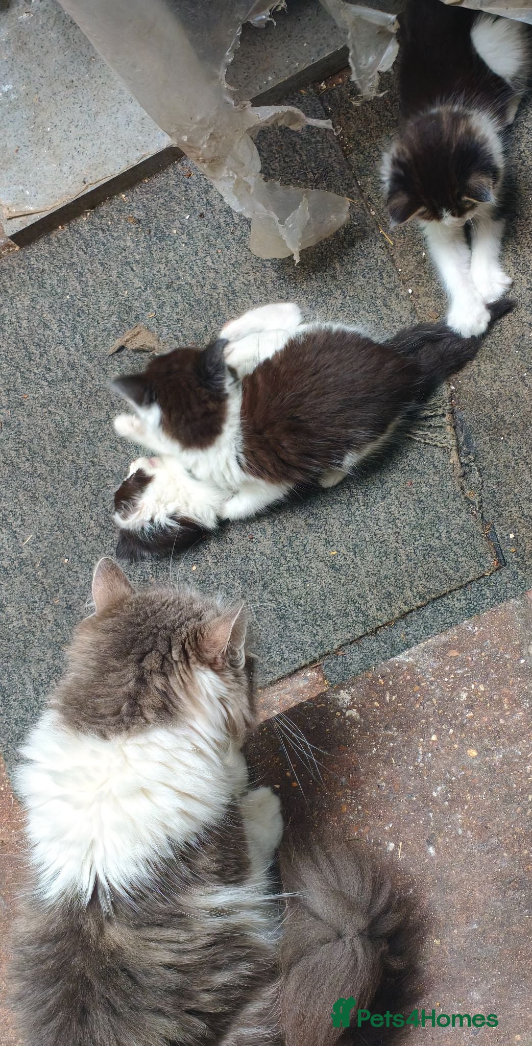 Mixed Breed cats Lovely & Playful Kittens looking for a New home!  - Advert 5