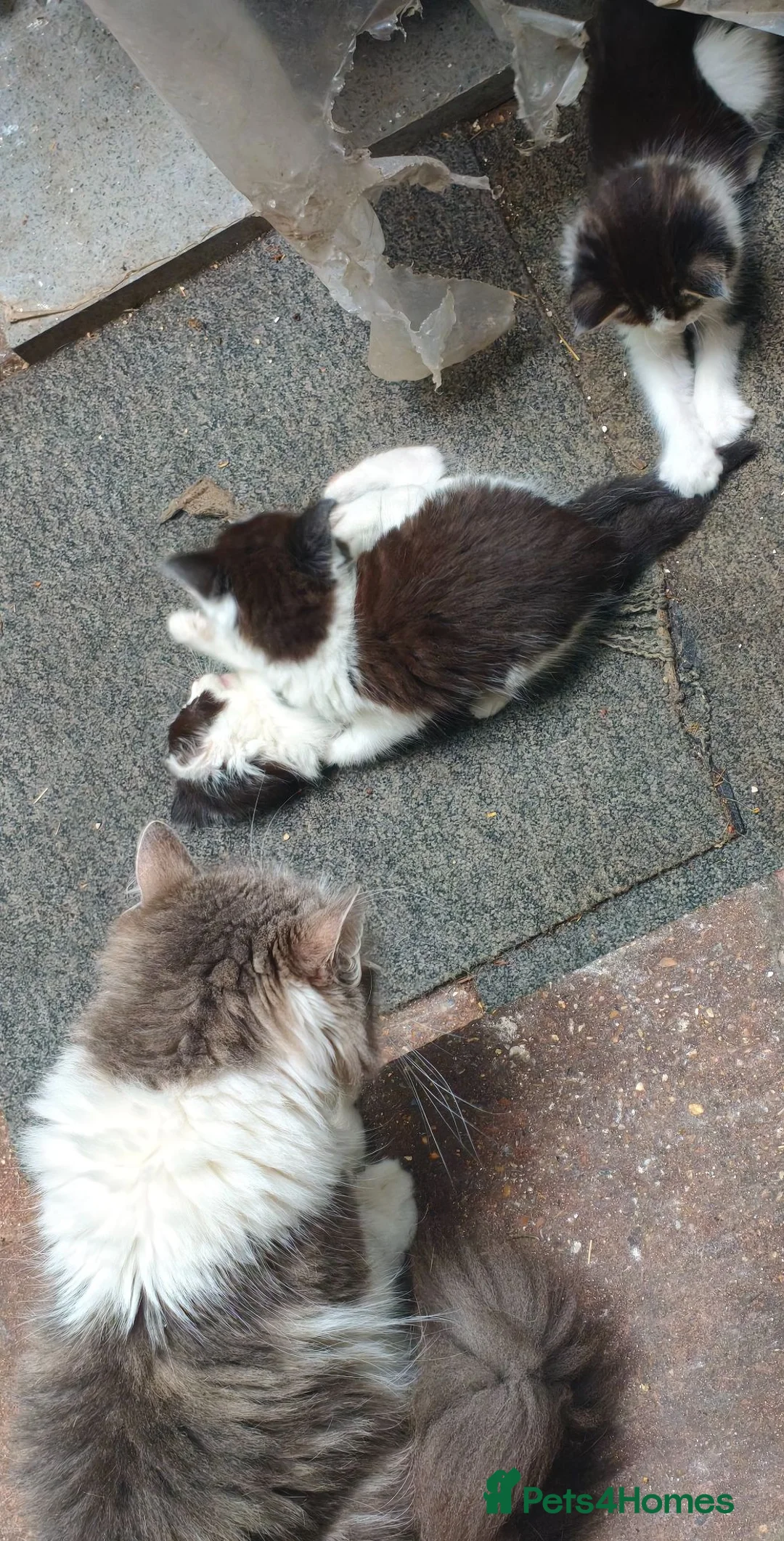 Mixed Breed cats for sale: Lovely & Playful Kittens looking for a New home!  - Advert 1