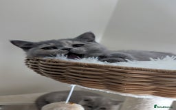 British Shorthair cats for sale: 2 BSH female kittens  - Image 4