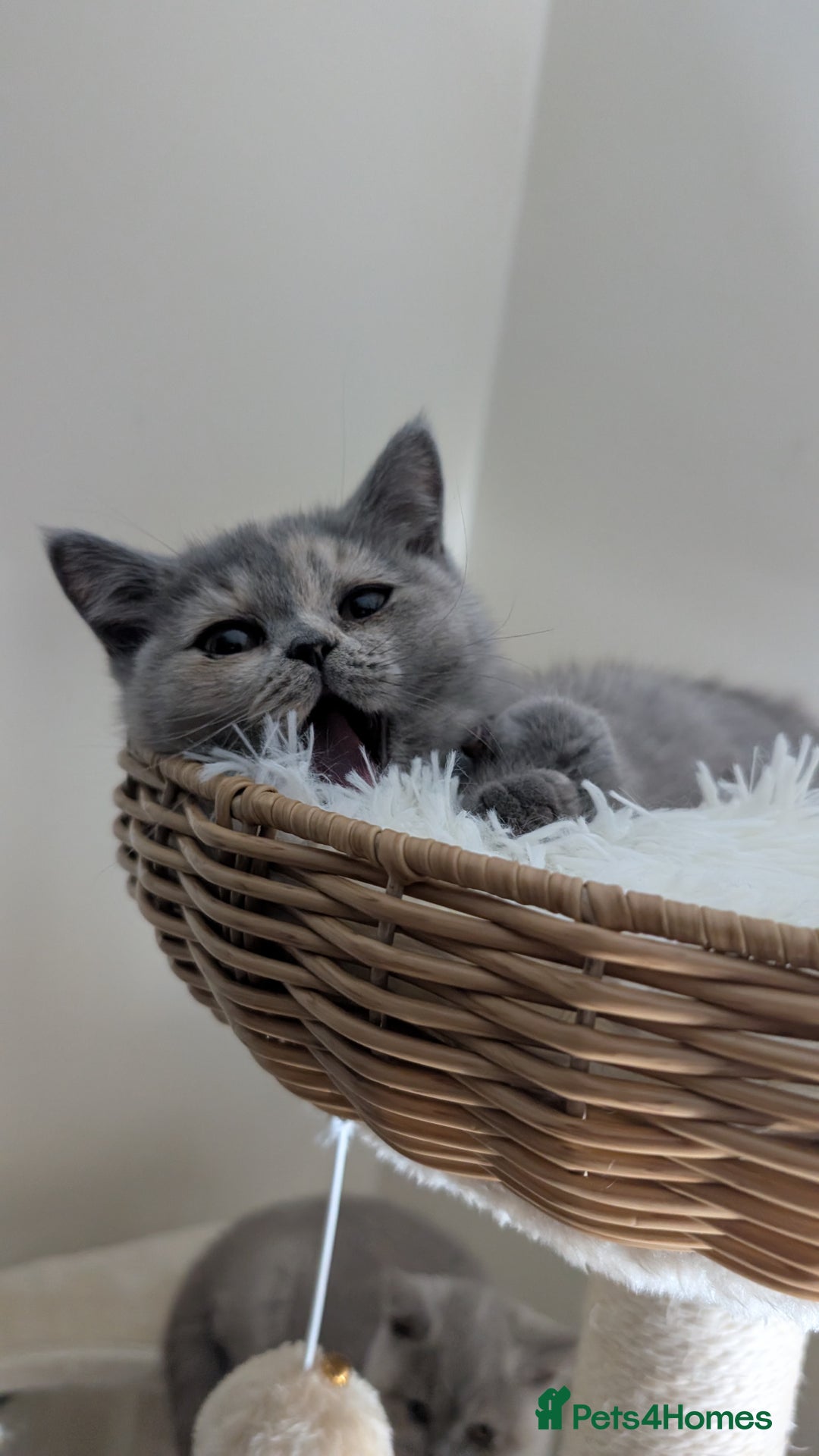 British Shorthair cats for sale: 2 BSH female kittens  - Image 4