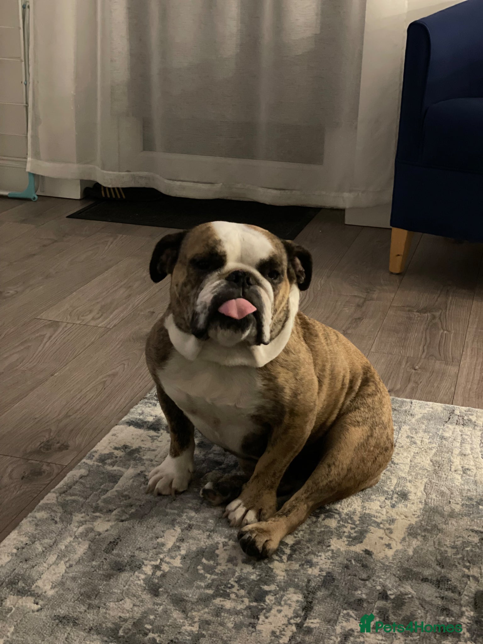English Bulldog dogs English bulldog - Advert 3